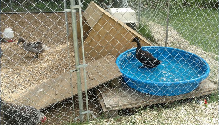 Diversify your flock with ducks!