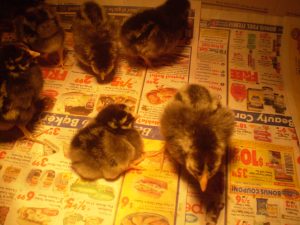 Day-old Silver-laced Wyandotte chicks