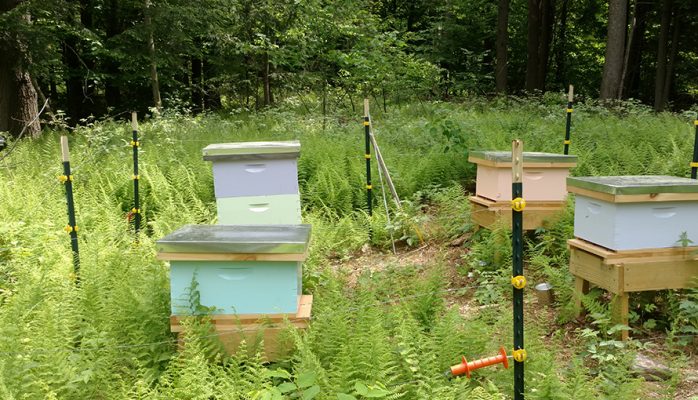 BeeYard honey bee hives pictures
